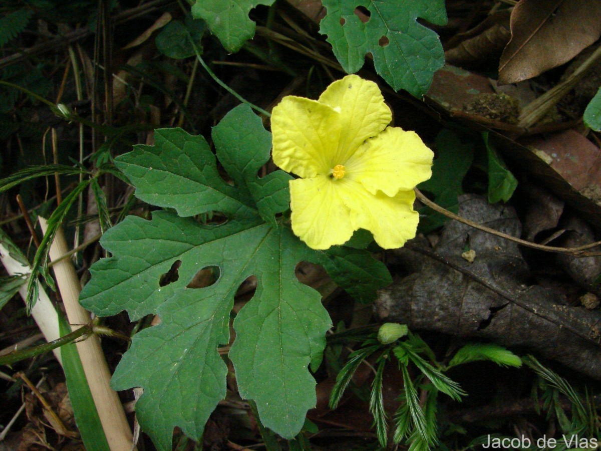 Momordica charantia L.